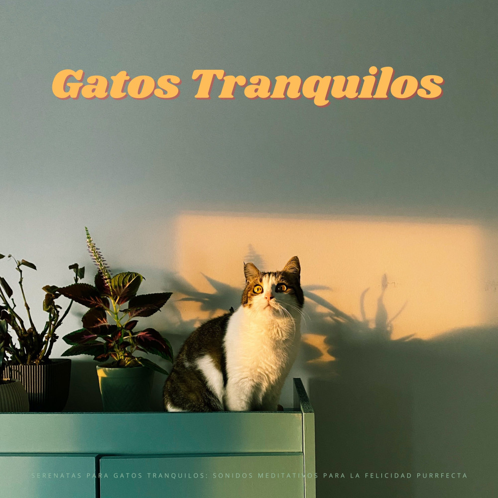 Sueño De Gato Zen