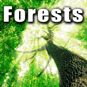 อัลบัม Forests ศิลปิน Sound Ideas