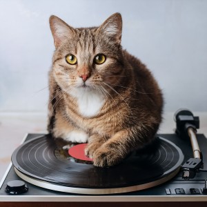 อัลบัม Lofi Music For Cats And Calm ศิลปิน Cat Music Waves
