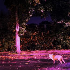 อัลบัม TUFF PACK (Explicit) ศิลปิน Big Lew