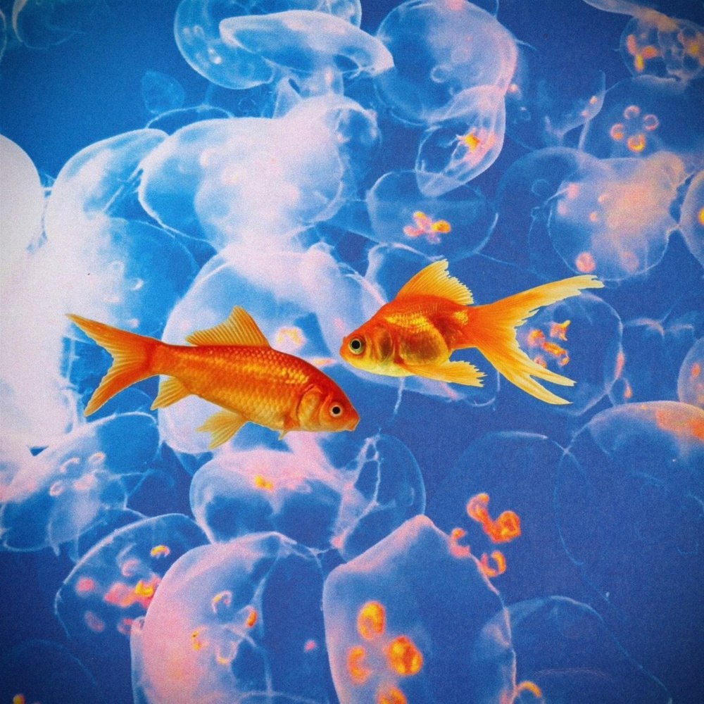 Goldfish