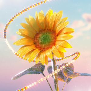 ดาวน์โหลดและฟังเพลง sunflowers พร้อมเนื้อเพลงจาก CHROMA SKIES