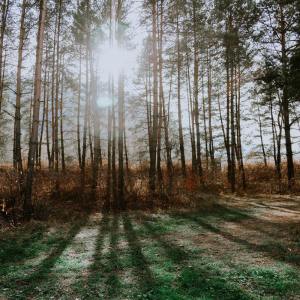 Listen to Focus, Sleep, Relax song with lyrics from Pro Sounds of Nature
