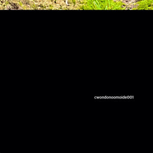 Album cwondonoomoide001 (Live) from Cwondo