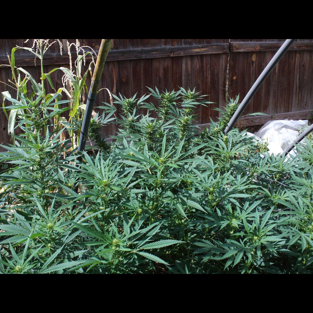 Watch Out (Explicit)
