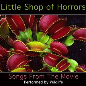 ดาวน์โหลดและฟังเพลง Grow For Me พร้อมเนื้อเพลงจาก Wildlife