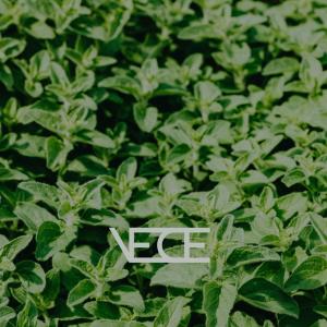 VECE的專輯Menta
