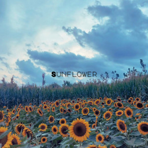 Vincenzo Crimaco的專輯Sunflower