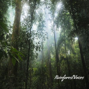 Album Rainforest Voices from Angie Hawke