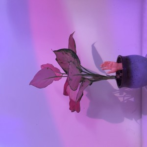 Listen to 风情万种 (完整版) song with lyrics from 郑杰伦