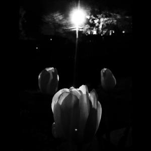 Listen to Steadfast (feat. Sarob, David Swank & Willie B. Barthel III) song with lyrics from Gabriel Koempel