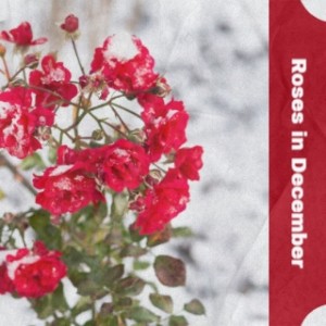 Album Roses in December from Various