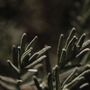 Listen to Sleep Music song with lyrics from Deep Sleep