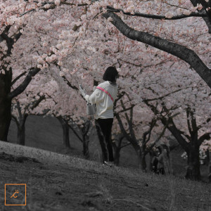 收听CHROMST的Pelik歌词歌曲