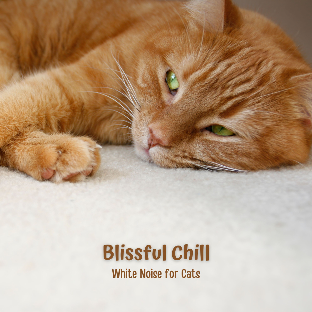 White Noise Purrfection