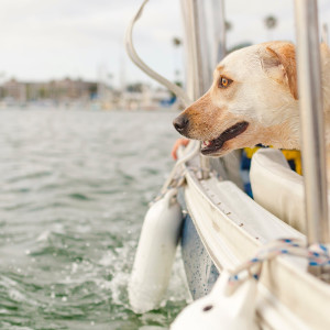 Ocean Vibes: Music for Pets