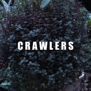 Album Crawlers from Don't Panic