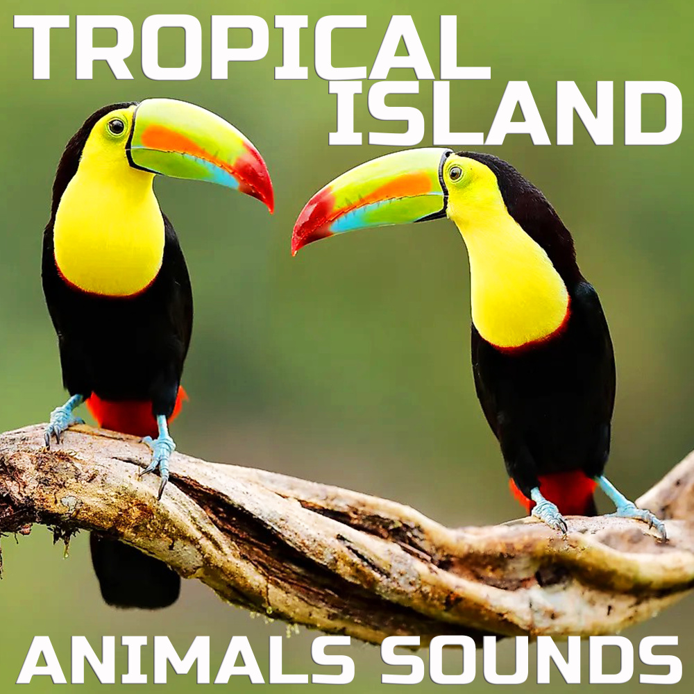 Tropical Island Animals Sounds (Animal Planet Ambience Remix)