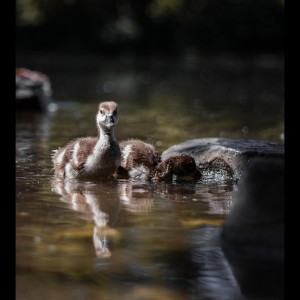 Dengarkan Night Light lagu dari Nature Sounds dengan lirik