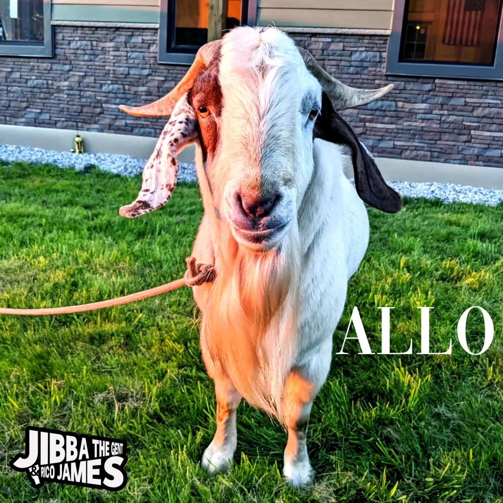 Allo (Explicit)