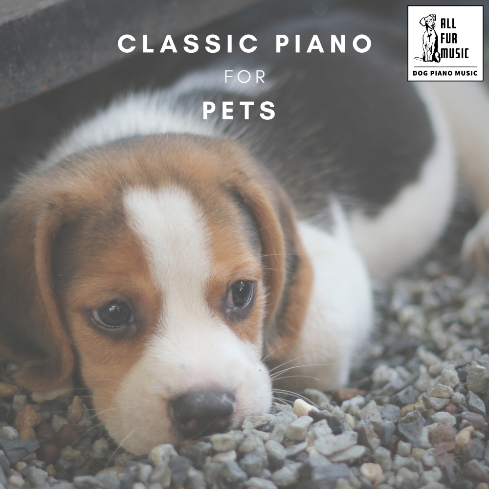 Piano Paws and Purrs
