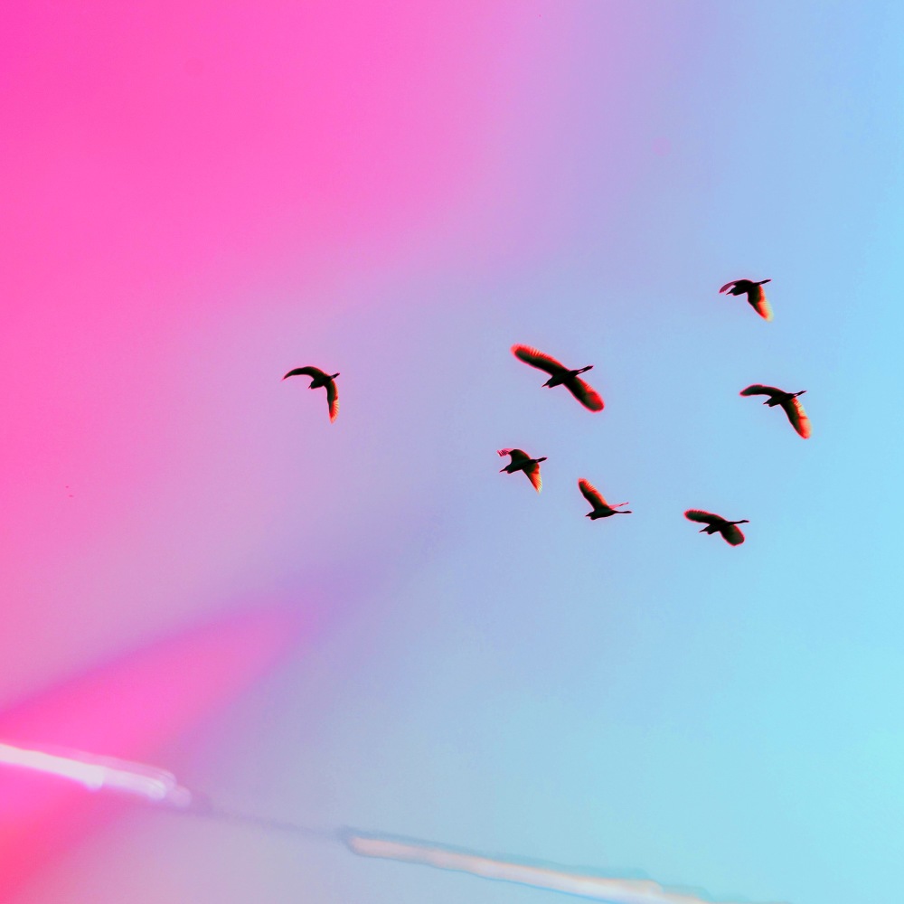 Birds in the Cage