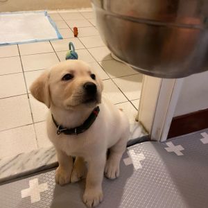 ดาวน์โหลดและฟังเพลง 极致努力自律生活 (DJ版) พร้อมเนื้อเพลงจาก 御小兮是go