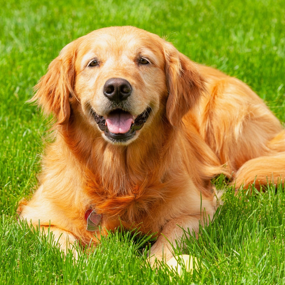 Inner Peaceful Dog Oasis
