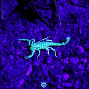 收听Angelo One3的Scorpion (feat. Cheftheproducer) (Explicit)歌词歌曲