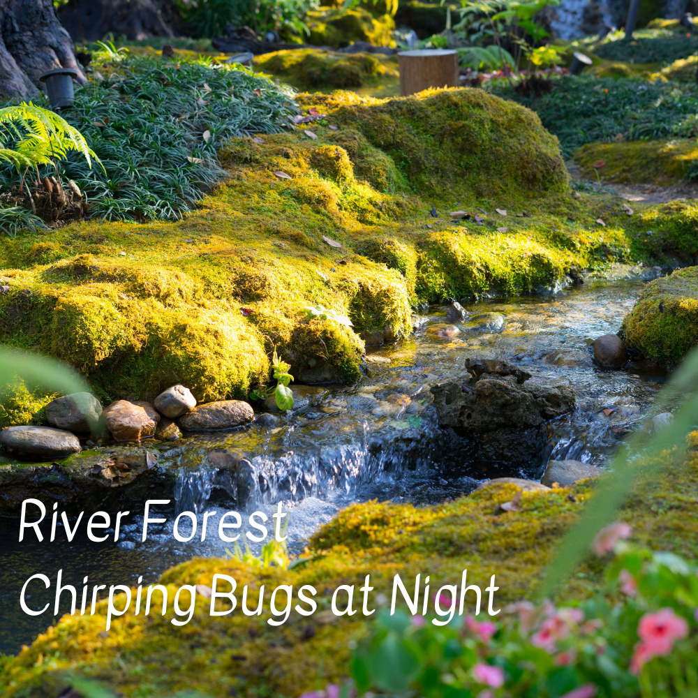 Peaceful Forest River to Meditate