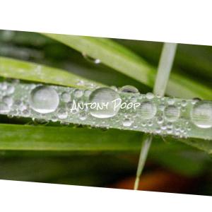 Various的专辑Antony Poop