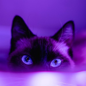 Album illumination from SXNED