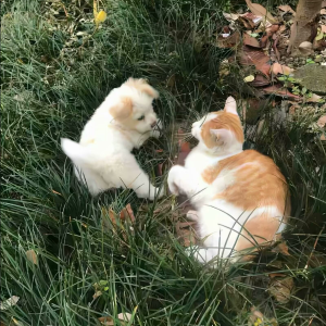 收听阿不的사랑 없는 노래 (Not a Love Song) (cover: 이구이 (IGWI)) (完整版)歌词歌曲