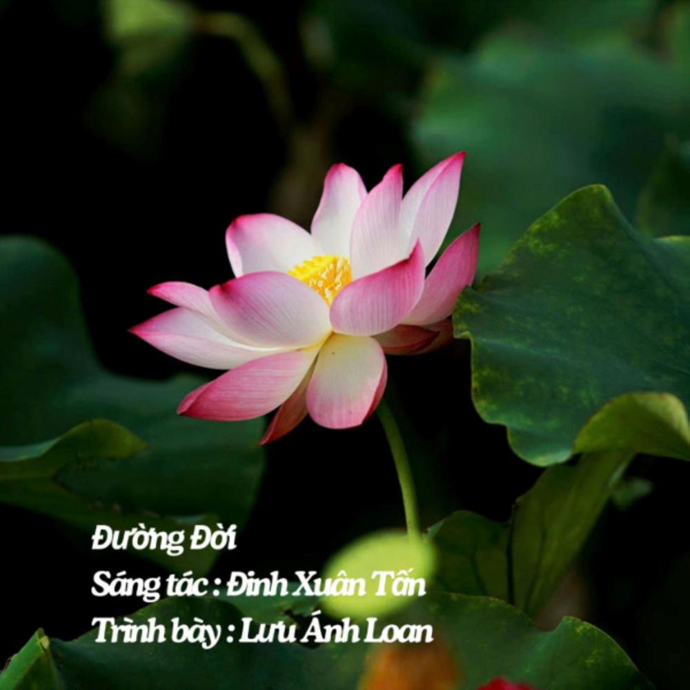 Đường Đời