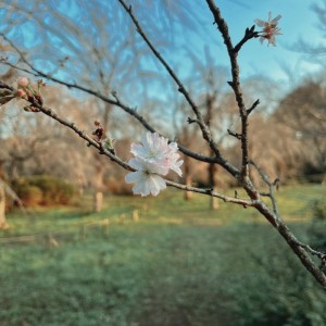 Listen to Blossom song with lyrics from Ichika Nito