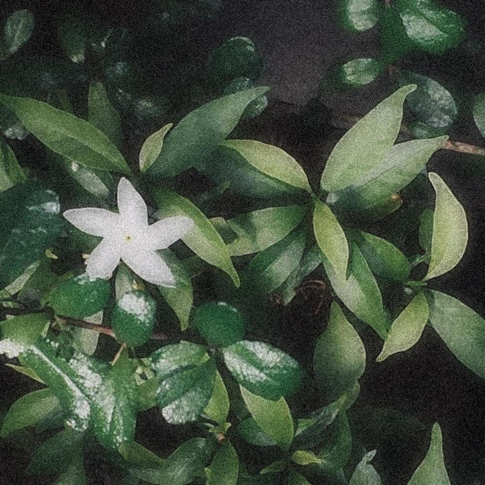 bulaklak.