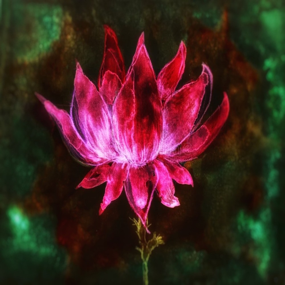 Lotus (Go) (Explicit)