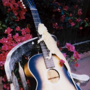ดาวน์โหลดและฟังเพลง Armchair พร้อมเนื้อเพลงจาก Grave Flowers Bongo Band