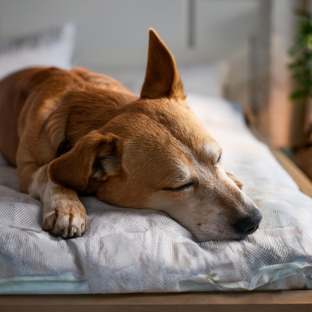 Sonidos Nocturnos De Relajación Para Perros