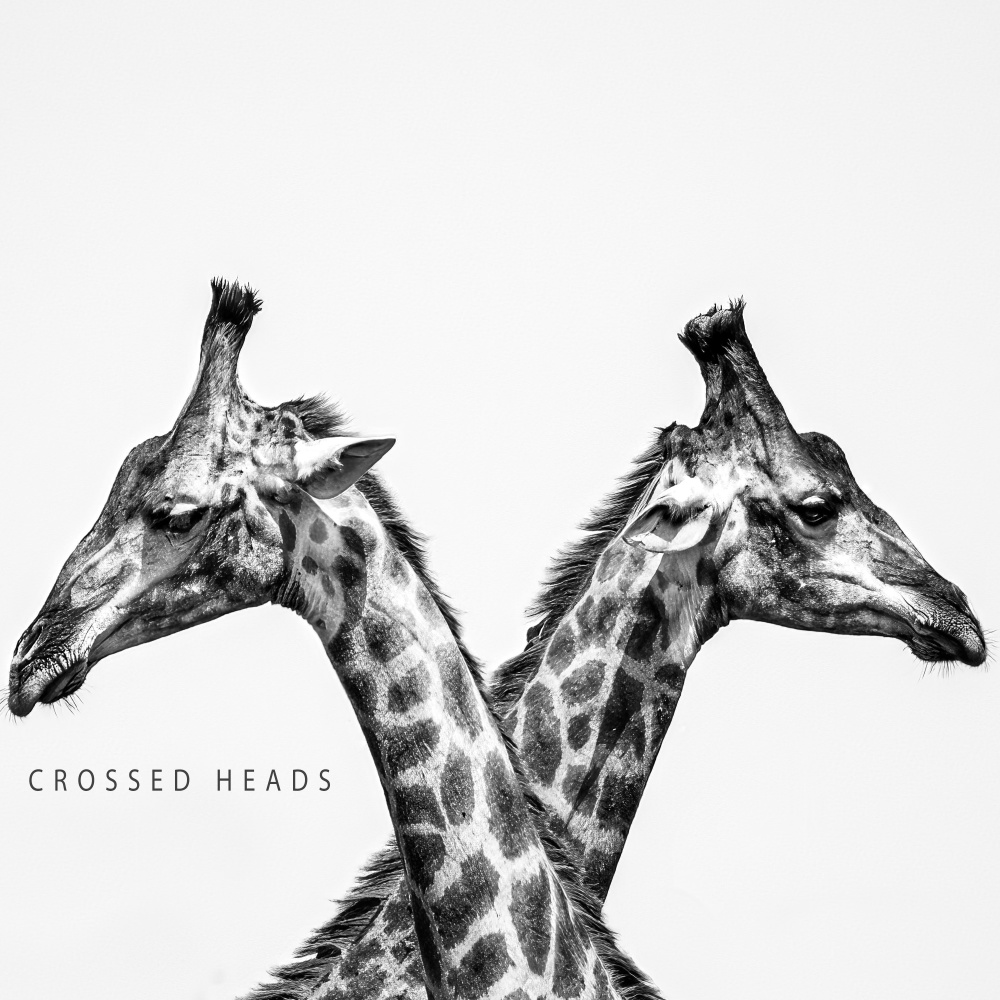 Crossed heads