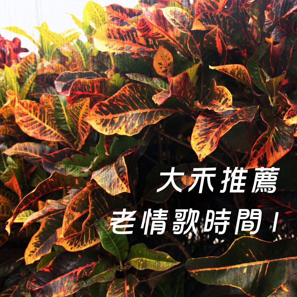 錯過的一場夢