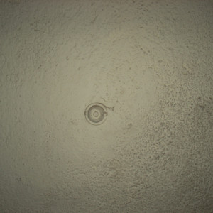 Dengarkan Going Crazy for Zombies (feat. the Zombie Tabernacle Quire) lagu dari The Anorexic Pumpkin Eaters dengan lirik