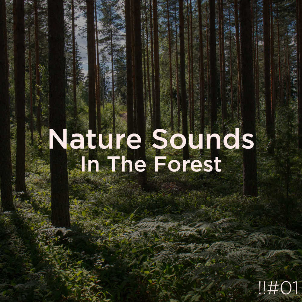 !!#01 Nature Sounds In The Forest MP3 Download | Free MP3 Song Download