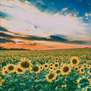 Album Himawari from すみっしー