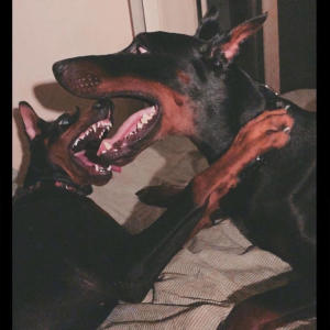 收聽Niz E的Cecaleez (feat. Uche Malik) (Explicit)歌詞歌曲