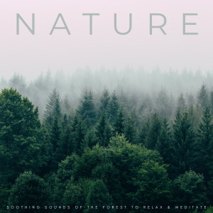 orbital voices的專輯Nature: Soothing Sounds Of The Forest To Relax & Meditate