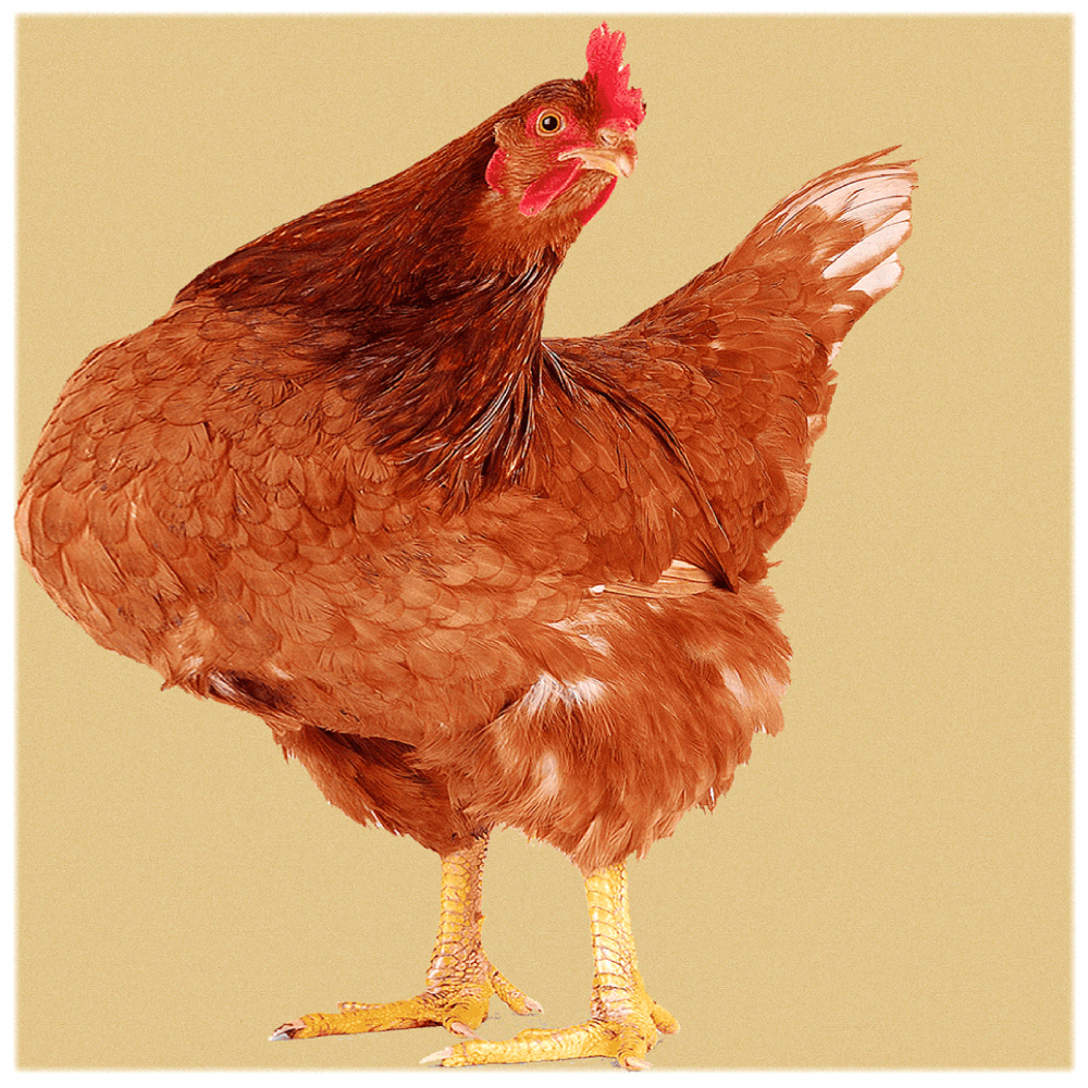 Eggbound (Interlude)