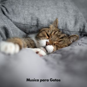 อัลบัม Musica para Gatos ศิลปิน Música para Gatos Curacion