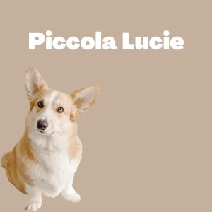 Album Piccola Lucie from Karl Carling