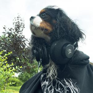 Album Мы с тобой собаки from Юг 404